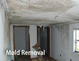 mold-removal-ny